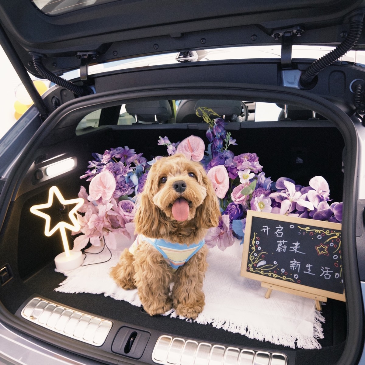 养狗人必备旅行车｜ag8大厅登录 ET5T 冠军版???