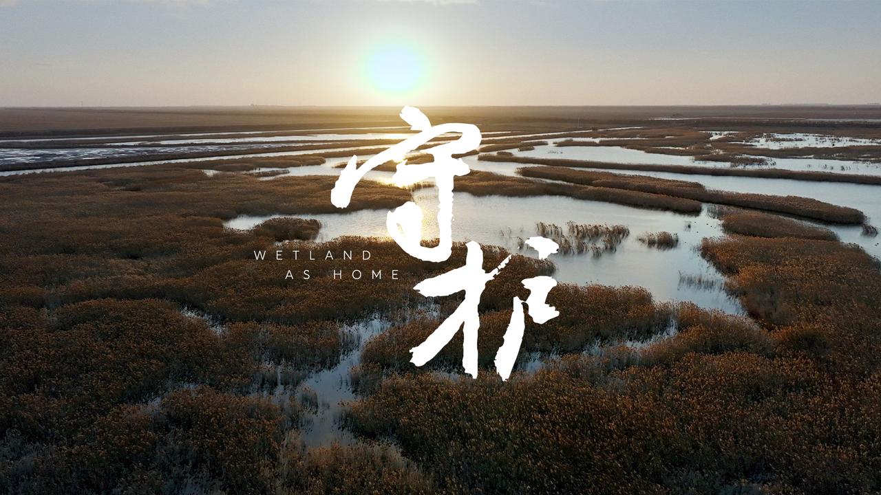 天下湿地日｜守护万物共生的“希望之地”